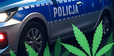 Ponad 100 gramów marihuany nie trafi na rynek-28850