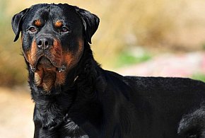 TWÓJ PIES - TWOJA ODPOWIEDZIALNOŚĆ-29948