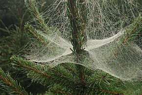 Kupujesz żywą choinkę na święta? Ten szczegół łatwo przeoczyć-30791