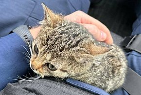 Młodzi bohaterowie z Ciechanowa uratowali zagubionego kotka-30828