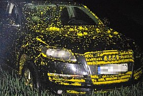 Porzucone Audi w rzepaku i fałszywa kradzież