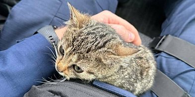 Młodzi bohaterowie z Ciechanowa uratowali zagubionego kotka-30828