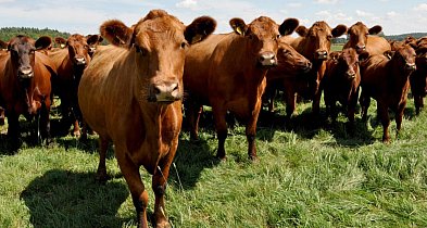 Dobrostan 2025 - ważne daty dla hodowców