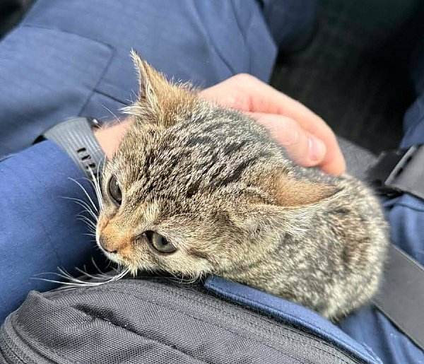 Młodzi bohaterowie z Ciechanowa uratowali zagubionego kotka-30828
