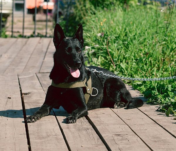 Nie zapominaj o tym, jeśli jesteś właścicielem psa!