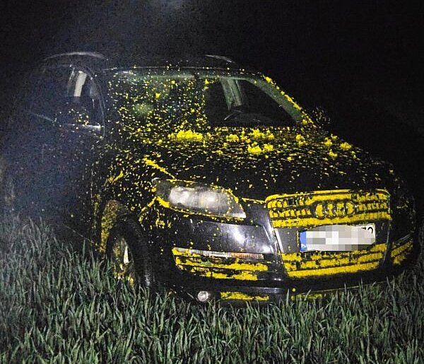 Porzucone Audi w rzepaku i fałszywa kradzież