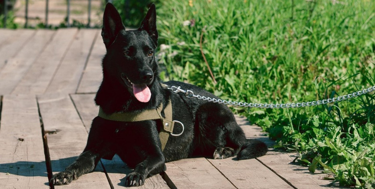 Nie zapominaj o tym, jeśli jesteś właścicielem psa!